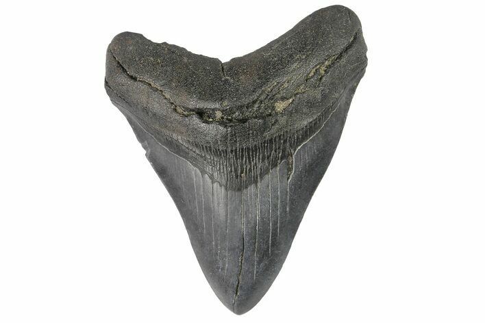 Fossil Megalodon Tooth - South Carolina #176192